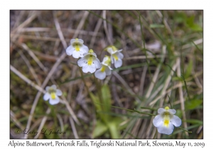 Alpine Butterwort