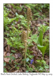 Bird's Nest Orchid