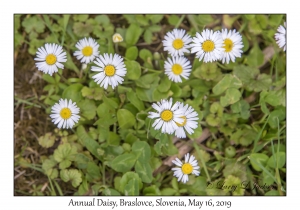 Annual Daisy