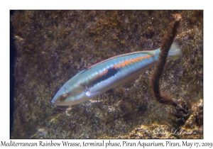 Mediterranean Rainbow Wrasse