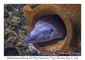 Mediterranean Moray Eel