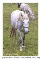 Lipizzan Horses