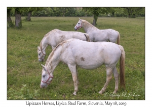 Lipizzan Horses