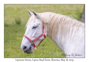 Lipizzan Horses