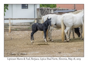 Lipizzan Mares & Foals