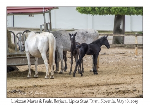 Lipizzan Mares & Foals