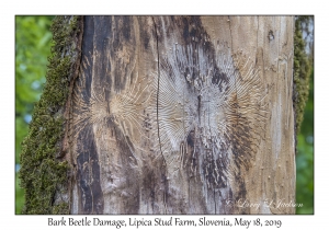 Bark Beetle damage