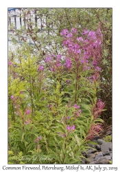 Common Fireweed