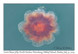 Lion's Mane Jelly