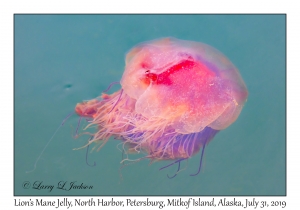 Lion's Mane Jelly