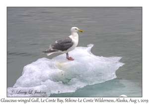 Glaucous-winged Gull