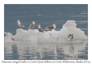 Glaucous-winged Gulls