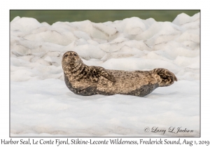 Harbor Seal