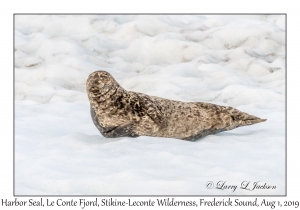 Harbor Seal