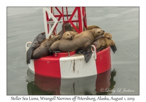 Steller Sea Lions