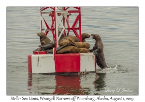 Steller Sea Lions