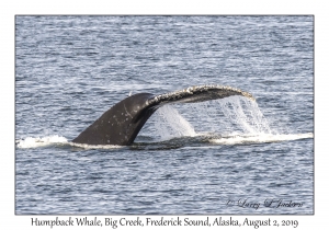 Humpback Whale