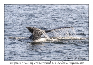 Humpback Whale