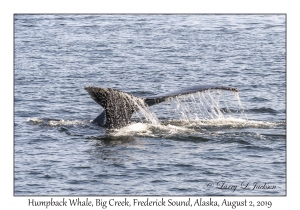 Humpback Whale