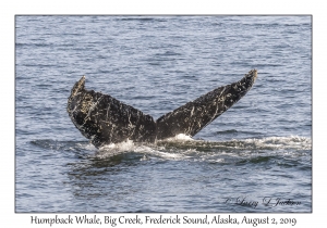 Humpback Whale