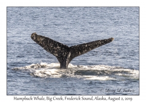 Humpback Whale