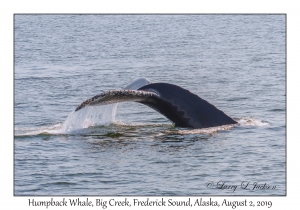 Humpback Whale