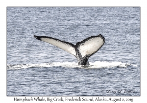 Humpback Whale