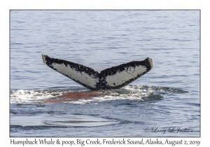 Humpback Whale & poop