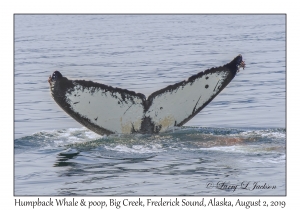 Humpback Whale & poop