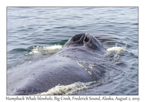 Humpback Whale blowhole