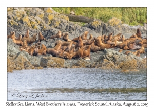 Steller Sea Lions