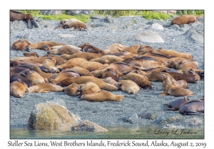 Steller Sea Lions