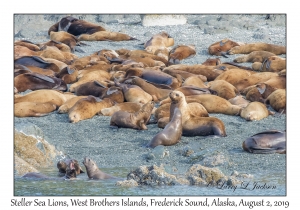 Steller Sea Lions