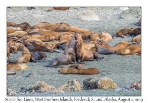 Steller Sea Lions