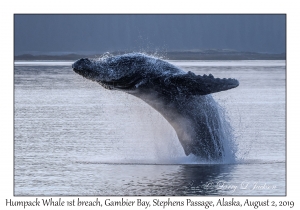 1st Humpback Whale Breach