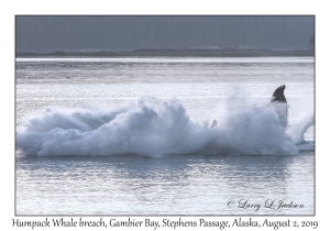 Humpback Whale