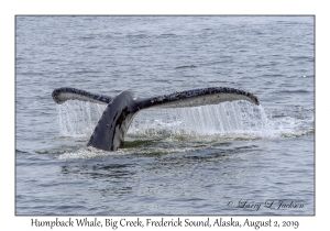 Humpback Whale