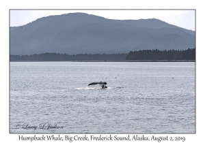 Humpback Whale