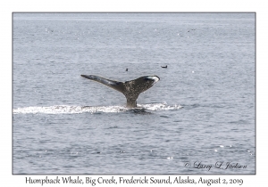 Humpback Whale