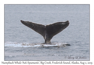 Humpback Whale ‘Asti-Spumante’