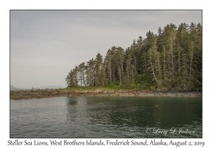 Steller Sea Lions