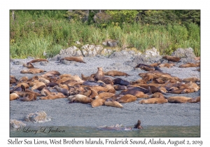 Steller Sea Lions