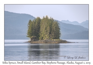 Sitka Spruce trees