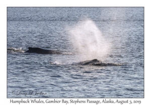 Humpback Whales