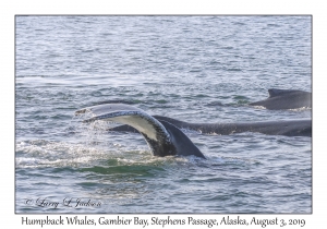 Humpback Whales