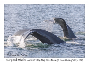 Humpback Whales