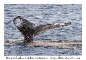 Humpback Whale