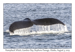 Humpback Whale