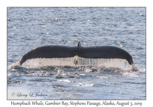 Humpback Whale