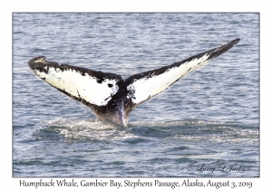 Humpback Whale